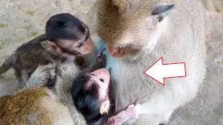 Oh Look at new BB Tyson he is very hungry milk to much and he drink milk Amara ! 😲😲