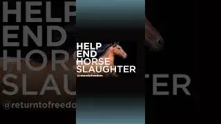 #EndHorseSlaughter &mdash; #horse #wildhorses #horserescue #savewild #animals #animalshorts