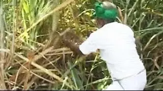 In Karnataka's sugar bowl, bitter protests by farmers over prices