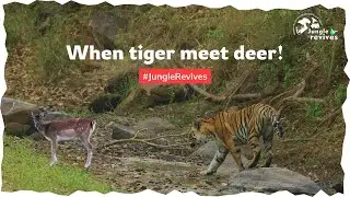 Jhirna Zone Jim Corbett: The Ultimate Jungle Experience!