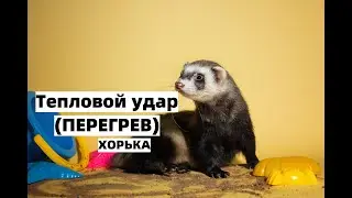 Тепловой удар у хорьков/ПЕРЕГРЕВ у хорька