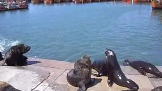 Lobos marinos en el Mar del Plata, Argentina.