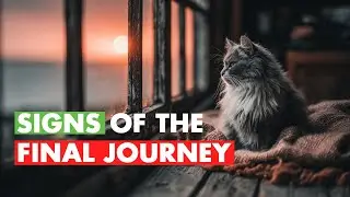 The Quiet Goodbye: Understanding Your Cat’s Final Chapter