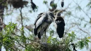 EP402 IMPRESSIVE OF MYSTERIOUS FLOODED FOREST WHERE MANY SPECIES OF BIRD LIVE PEACEFUL
