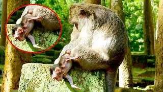 OMG !! Poor baby new born Jinx nearby fall down from big stone cuz mom Jade not care her like this