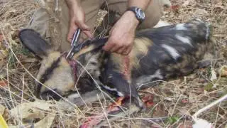 Conservation South Luangwa and WD4C Canine Law Enforcement Program