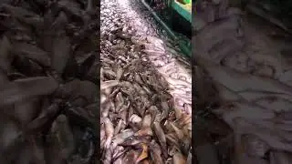 When attacked by thousands of squid, we couldn't sleep. #squid #ship #crew #fishing