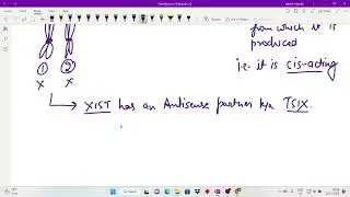 X chromosome inactivation, Dosage Compensation