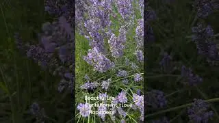 Beautiful Destination -Kelso Lavender Farm - Milton, Ontario
