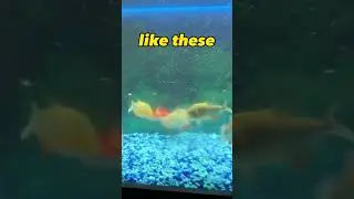 Live Feeding Piranhas A Goldfish That's Crazy!#shortsviral
