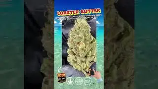Lobster Butter Strain | Buttery-Smooth Hybrid | Bulk Top Shelf THCa Flower #thca