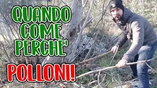 POLLONI DI FICO E FIORONE COSA TOGLIERE E COSA LASCIARE