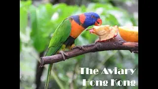The Aviary, Hong Kong Park | Beautiful Birds !