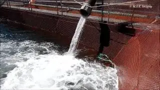 Atlantic salmon transfer