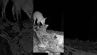 Red Fox Behaviors, scent marking and carrying prey (Gray Squirrel). Upstate New York trail cam.