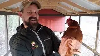Why do my chickens slow down or stop laying eggs in the winter?