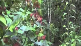 Cuba Environment