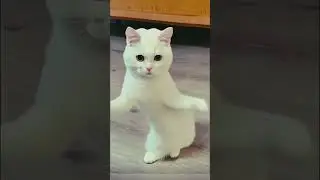 #china #comedyshorts #funmoments #funmoments #songs #dance #comedyvideo 😂