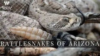 Rattlesnakes of Arizona HIGHLIGHT REEL