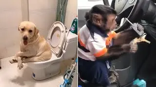 Funny Animals Doing Stupid Things | Try Not to Laugh