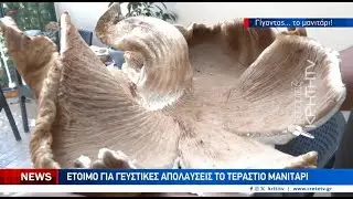 1 κιλό και 185 γραμμάρια το μανιτάρι που έκοψε στην Αγία Βαρβάρα ο Γιάννης Πεπονάκης