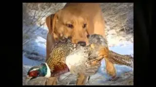 Penny Graduate Program at Ivy League Dog Training