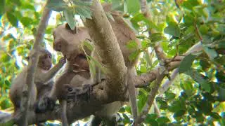 Real Jungle Life Nature of Wild Monkeys #forest #monkey #animals #monkey #4k #4kvideo #mountain #4k