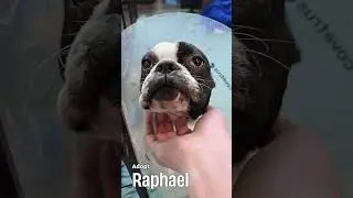 Adopt Raphael at Joybound