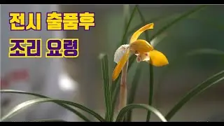 [284편] 전시 3탕 몰살할 수도있다! [식테크, 춘란, 풍란, 다육, 난테크]