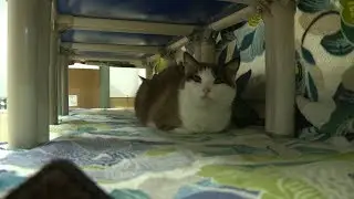 20 Cats Found Living in Virginia Storage Facility in Need of New Homes