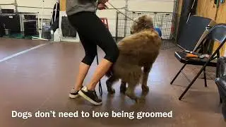 Basic grooming with previously out of control poodle pointer mix - Balanced Dog Training
