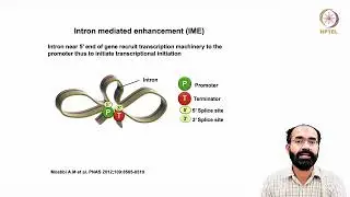 RNA Splicing, Export and Stability: Introns in RNA Splicing #swayamprabha #CH31SP