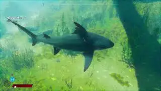 Maneater: Adult shark vs Apex Mako shark