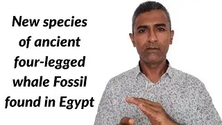 New species of ancient four legged whale fossil found in Egypt