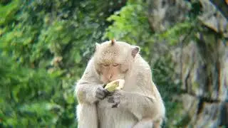 Real Jungle Life Nature of Wild Monkeys #forest #monkey #animals #monkey #4k #4kvideo #mountain #4k