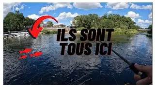 Ce leurre fonctionne trop bien. (MASTA PERCHE)