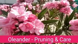 Oleander plant pruning & Care | Karabi plant grow from cutting