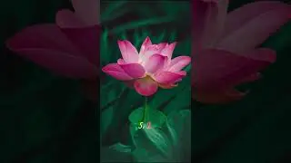 Top 10 Most Unique Flowers In The World  #viral#top10 #flowers  #uniqueflowers #flower #top10shorts