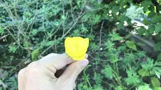 Trollius europaeus, Trollblume