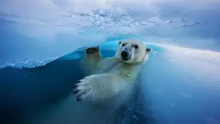 Back from the Ice: The Most Resilient Creatures on Earth!