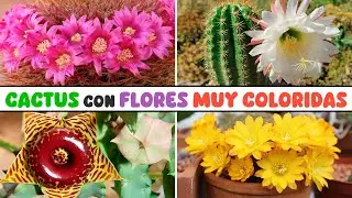 CACTUS con FLORES MUY BELLAS y COLORIDAS