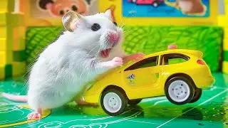 Hamster Hit by Car, Trys to Escape from Prison Maze | Hamster Maze