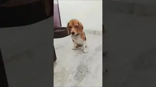 shaky shaky fluffy 🙂&zwj;&harr;️|| #shakyshaky#shakysong #beagle #fluffyfriend #beagledog