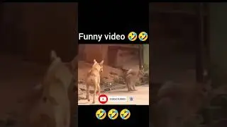 chinese most funny video🤣🤣 #funnyshorts #shortsfeed
