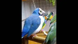 The Story of a Blue Finch