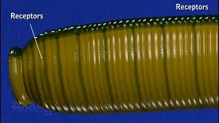 Leech External Morphology