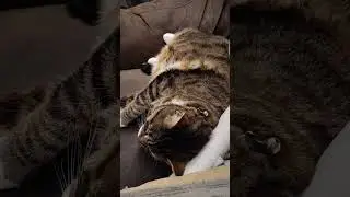 What do cats DREAM about? #cat #catowner #catdad #kitten #cute