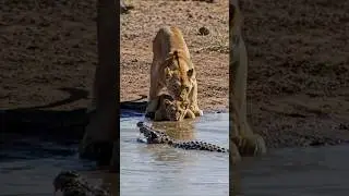 King of the River: Lion's Fierce Defense Against the Crocodile