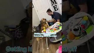 Adorable Spoiled Golden Retriever Moments #goldenretriever