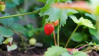 Amazon Picking Strawberries । 5 Reasons You Need to Watch it ।। Several official